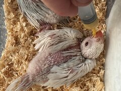 Diverse specii de papagali si cinteze